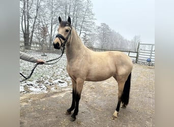 Pony tedesco, Giumenta, 4 Anni, 145 cm, Falbo