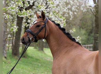 Pony tedesco, Giumenta, 4 Anni, 145 cm, Falbo