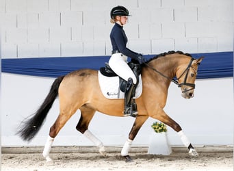 Pony tedesco, Giumenta, 4 Anni, 145 cm, Falbo