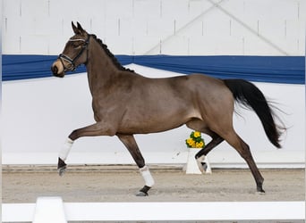 Pony tedesco, Giumenta, 4 Anni, 145 cm, Falbo
