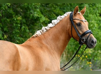 Pony tedesco, Giumenta, 4 Anni, 145 cm, Palomino