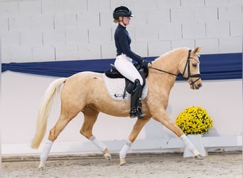 Pony tedesco, Giumenta, 4 Anni, 145 cm, Palomino