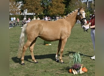 Pony tedesco, Giumenta, 4 Anni, 145 cm, Palomino