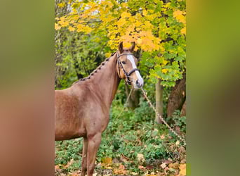 Pony tedesco, Giumenta, 4 Anni, 145 cm, Sauro
