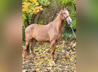 Pony tedesco, Giumenta, 4 Anni, 145 cm, Sauro