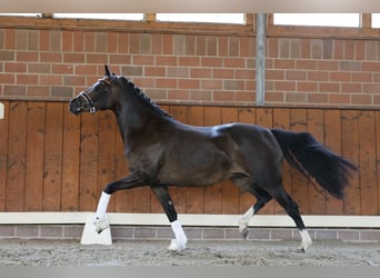 Pony tedesco, Giumenta, 4 Anni, 146 cm, Baio