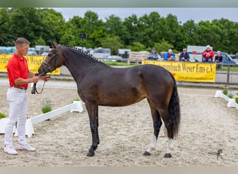 Pony tedesco, Giumenta, 4 Anni, 146 cm, Baio