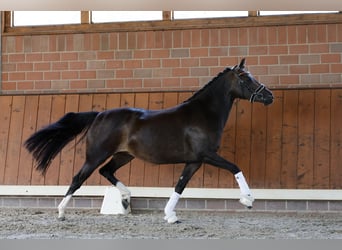 Pony tedesco, Giumenta, 4 Anni, 146 cm, Baio