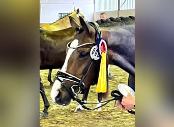 Pony tedesco, Giumenta, 4 Anni, 146 cm, Baio