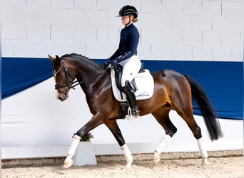 Pony tedesco, Giumenta, 4 Anni, 146 cm, Baio nero