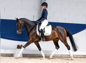 Pony tedesco, Giumenta, 4 Anni, 146 cm, Baio nero