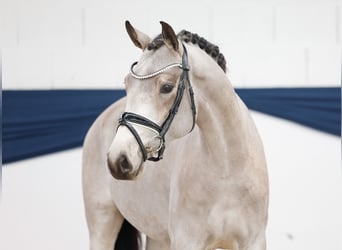 Pony tedesco, Giumenta, 4 Anni, 146 cm, Falbo