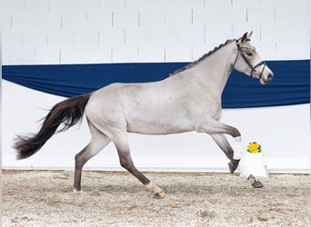 Pony tedesco, Giumenta, 4 Anni, 146 cm, Falbo