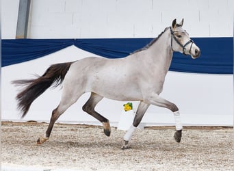 Pony tedesco, Giumenta, 4 Anni, 146 cm, Falbo