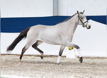 Pony tedesco, Giumenta, 4 Anni, 146 cm, Falbo