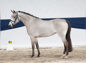 Pony tedesco, Giumenta, 4 Anni, 146 cm, Falbo