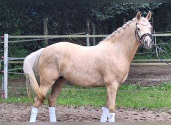 Pony tedesco, Giumenta, 4 Anni, 146 cm, Palomino