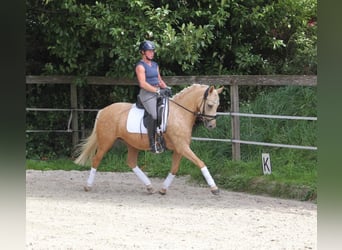 Pony tedesco, Giumenta, 4 Anni, 146 cm, Palomino