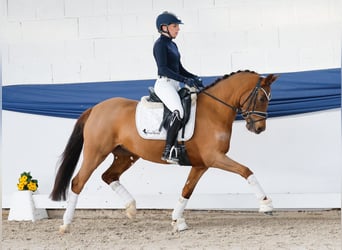 Pony tedesco, Giumenta, 4 Anni, 146 cm, Sauro scuro