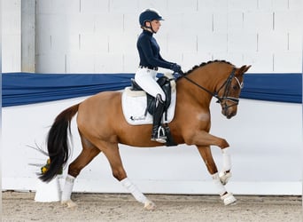 Pony tedesco, Giumenta, 4 Anni, 146 cm, Sauro scuro