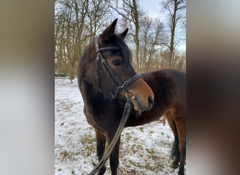 Pony tedesco, Giumenta, 4 Anni, 147 cm, Baio