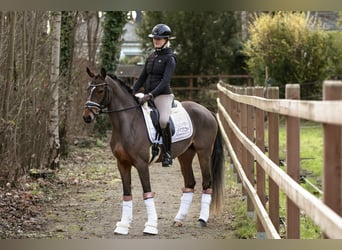 Pony tedesco, Giumenta, 4 Anni, 147 cm, Baio