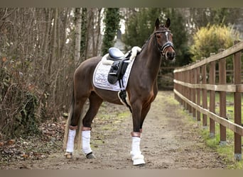Pony tedesco, Giumenta, 4 Anni, 147 cm, Baio