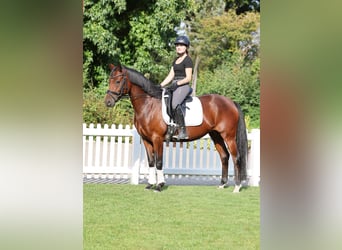 Pony tedesco, Giumenta, 4 Anni, 147 cm, Baio