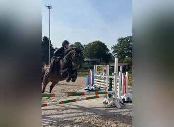 Pony tedesco, Giumenta, 4 Anni, 147 cm, Baio scuro