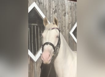 Pony tedesco, Giumenta, 4 Anni, 147 cm, Cremello