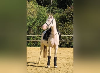 Pony tedesco, Giumenta, 4 Anni, 147 cm, Cremello