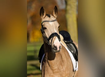 Pony tedesco, Giumenta, 4 Anni, 147 cm, Falbo