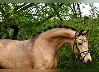 Pony tedesco, Giumenta, 4 Anni, 147 cm, Falbo