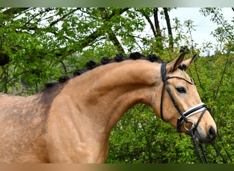 Pony tedesco, Giumenta, 4 Anni, 147 cm, Falbo