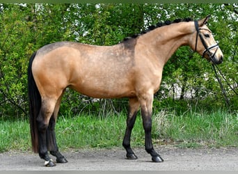 Pony tedesco, Giumenta, 4 Anni, 147 cm, Falbo
