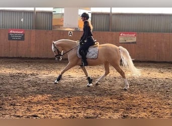 Pony tedesco, Giumenta, 4 Anni, 147 cm, Palomino