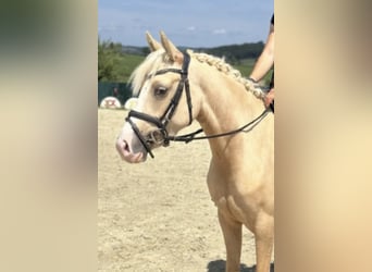 Pony tedesco, Giumenta, 4 Anni, 147 cm, Palomino
