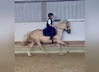 Pony tedesco, Giumenta, 4 Anni, 147 cm, Palomino