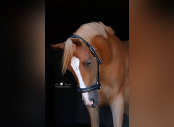 Pony tedesco, Giumenta, 4 Anni, 147 cm, Sauro