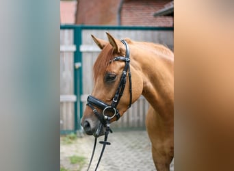 Pony tedesco, Giumenta, 4 Anni, 147 cm, Sauro