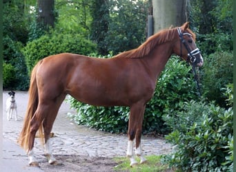 Pony tedesco, Giumenta, 4 Anni, 147 cm, Sauro