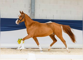 Pony tedesco, Giumenta, 4 Anni, 147 cm, Sauro