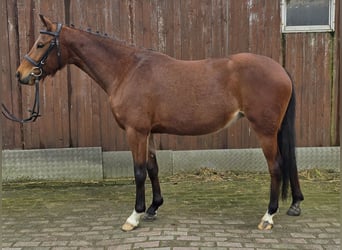 Pony tedesco, Giumenta, 4 Anni, 148 cm, Baio