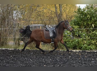 Pony tedesco, Giumenta, 4 Anni, 148 cm, Baio