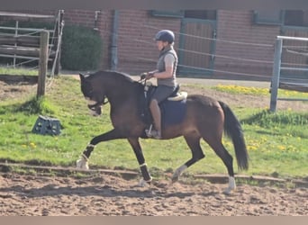 Pony tedesco, Giumenta, 4 Anni, 148 cm, Baio