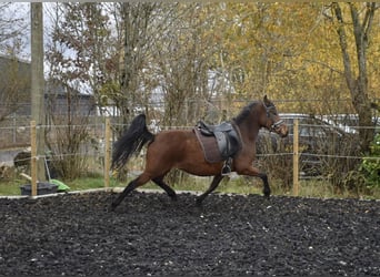 Pony tedesco, Giumenta, 4 Anni, 148 cm, Baio