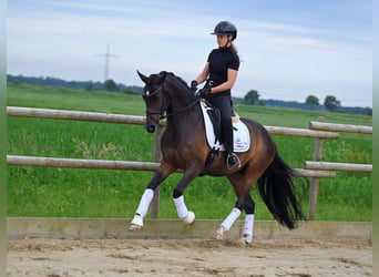 Pony tedesco, Giumenta, 4 Anni, 148 cm, Baio scuro