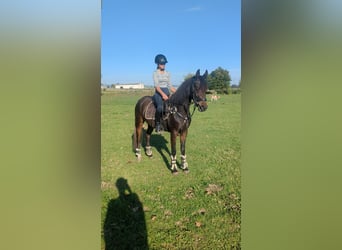 Pony tedesco Mix, Giumenta, 4 Anni, 148 cm, Baio scuro