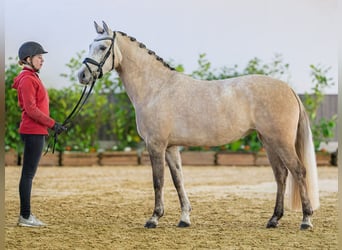 Pony tedesco, Giumenta, 4 Anni, 148 cm, Falbo