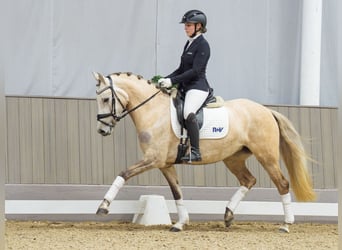 Pony tedesco, Giumenta, 4 Anni, 148 cm, Falbo